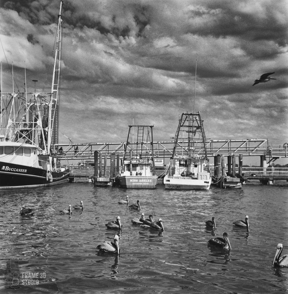 Pelicans and boats in Galveston bay.