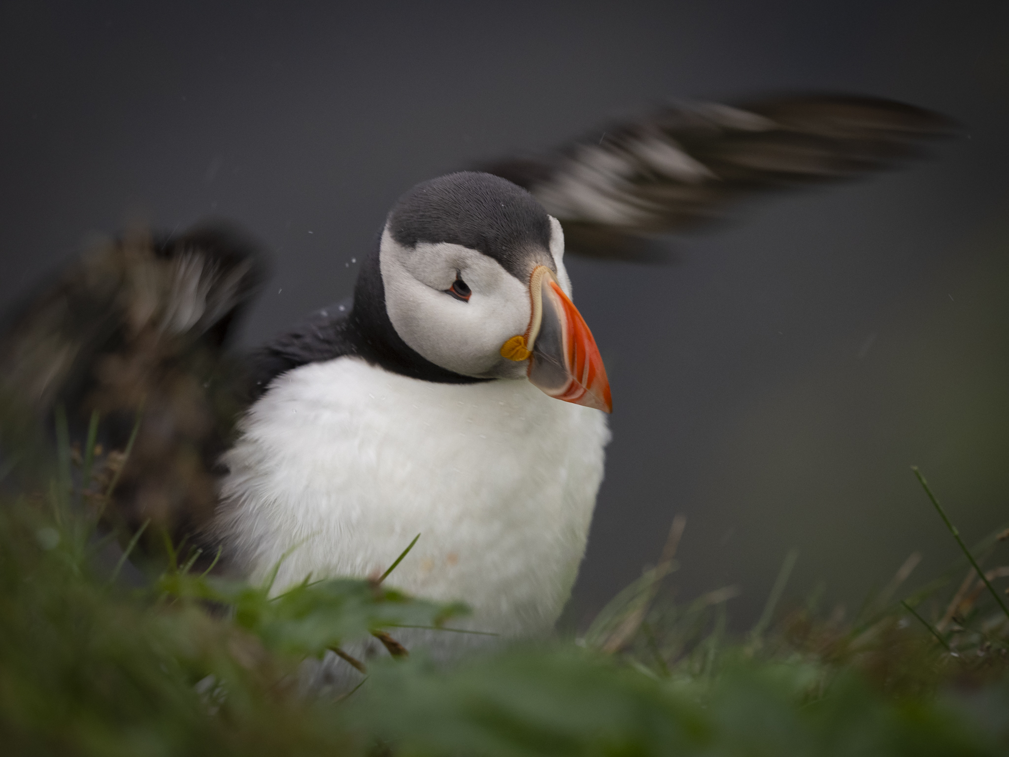 Puffin stretching wings on a sea cliff in Iceland